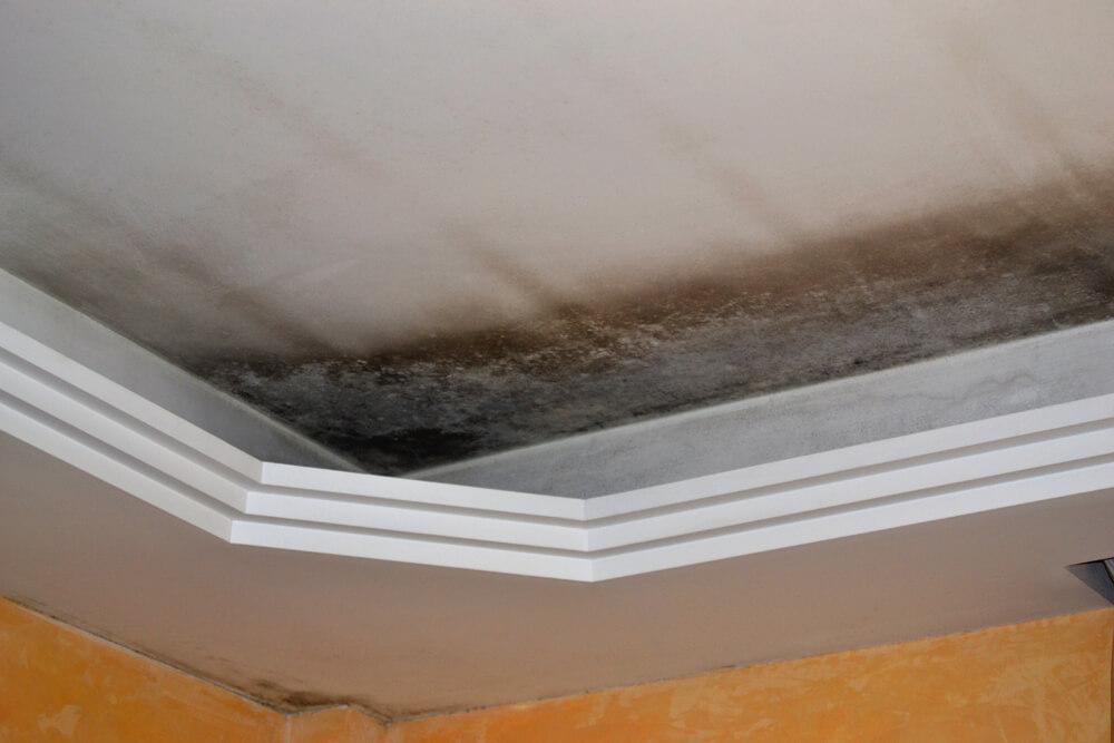 Mold inspection and removal